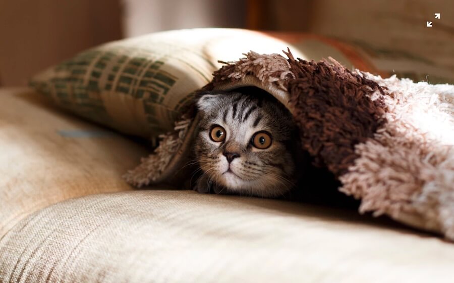 貓咪 小貓 窩棉被 毛毯 美國短毛貓 美短