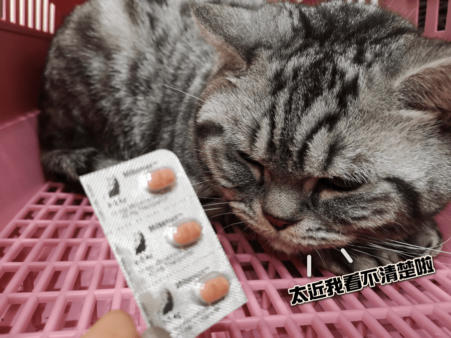 貓吃藥 貓咪吃藥 貓咪怎麼餵藥