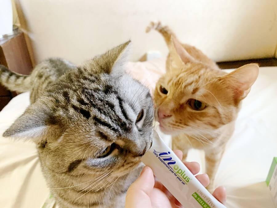 貓營養品 貓咪營養品 貓營養粉推薦 貓咪營養粉推薦